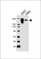 EGFR Antibody (C-term)