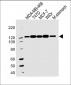 CDH1 Antibody