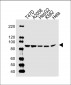 Hsp90 Antibody