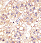 EGFR Antibody