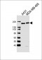 EGFR Antibody