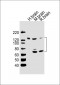 Ntrk3 Antibody