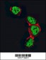 HDAC2 Antibody (C-term)