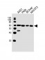 HDAC2 Antibody (C-term)