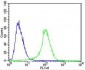 PLOD1 Antibody (N-term)