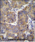 EIF3H Antibody (N-term)