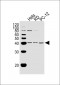 EIF3H Antibody (N-term)