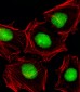 Mouse Actl6a Antibody (C-term)