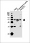 Mouse Actl6a Antibody (C-term)