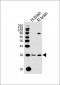 NTF3 Antibody (Center)