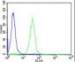 NCAM1 Antibody (C-term)