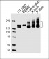 NCAM1 Antibody (C-term)