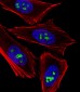 GNL3 Antibody (N-term)