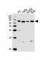 GNL3 Antibody (N-term)