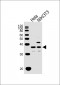 WDR5 Antibody (C-term)