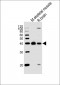 Mouse Dbx1 Antibody (C-term)