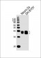 (Mouse) Msi1 Antibody (Center)