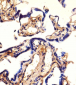 EHD2 Antibody (C-term)