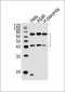 EHD2 Antibody (C-term)