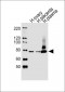 ITGB8 Antibody (Center)