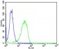MTTP Antibody (C-term)