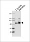 (DANRE) usp13 Antibody (Center)