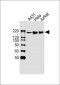EHMT2 Antibody (Center)
