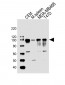 EZH2 Antibody