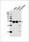 NPM1 Antibody (N-term)