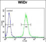 HSPD1 Antibody (C-term)