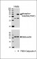 Phospho-CDC25A(T507) Antibody