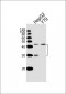 SIRT3 Antibody (C-term)