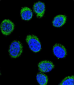 SERPINC1 Antibody (C-term)