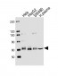 PCSK9 Antibody (N-term)