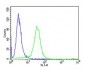 PCSK9 Antibody (N-term)