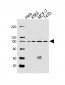 FGFR2 Antibody (N-term)