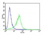 ROR1 Antibody