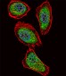 IPF Antibody (C-term)