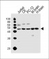 MEK1 (MAP2K1) Antibody (N-term)