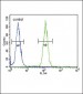 NCOA7 Antibody (N-term)