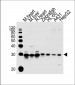 (DANRE) sdhb Antibody