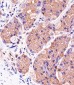 PINK1 Antibody