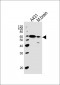 PINK1 Antibody