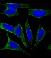 CHRM2 Antibody