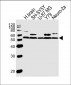 CHRM2 Antibody