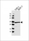 PYCARD Antibody (C-term)