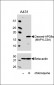 Cleaved LC3A Antibody