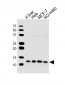 UQCRQ Antibody (N-term)