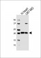 HES5 Antibody (Center)