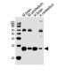 SNAP25 Antibody (S187)